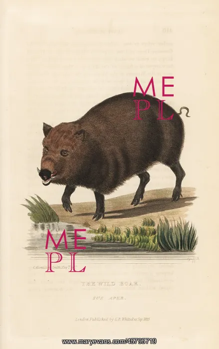 : Wild boar, Sus scrofa : Wild boar, Sus scrofa