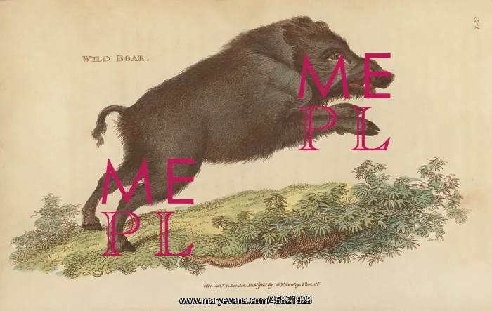 : Wild boar, Sus scrofa : Wild boar, Sus scrofa