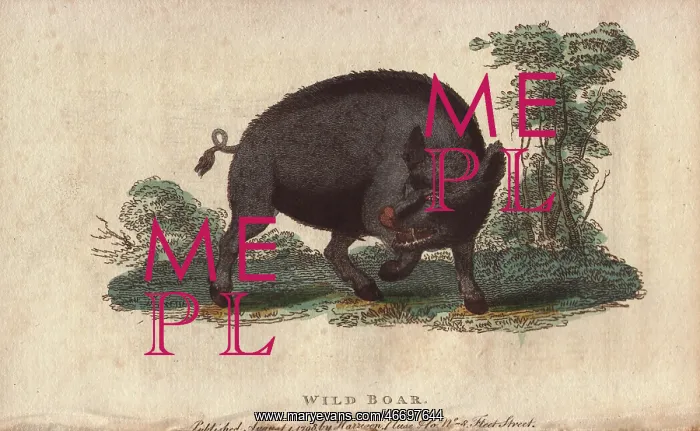 : Wild boar, Sus scrofa : Wild boar, Sus scrofa