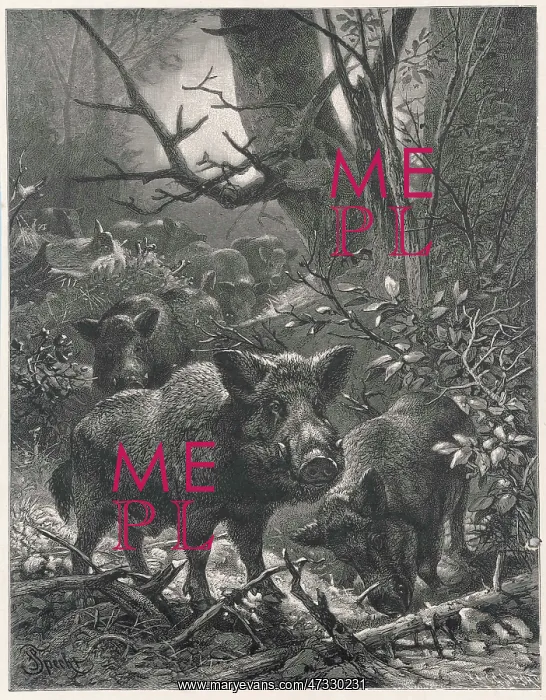  : Wild Boar in the Woods