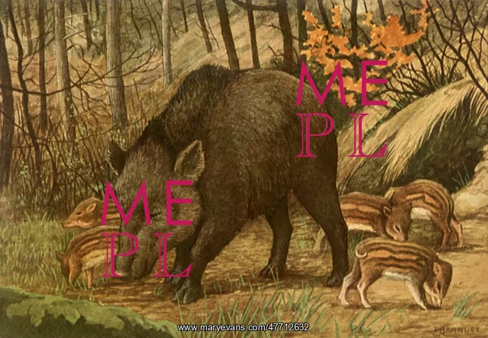  : Wild Boar and Young