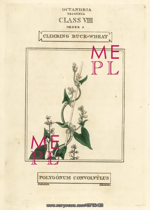 : Wild buckwheat, Fallopia convolvulus : Wild buckwheat, Fallopia convolvulus