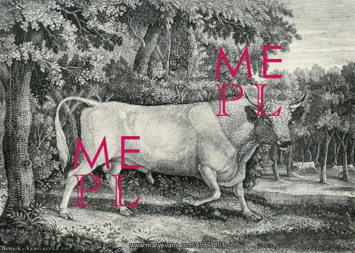  : Wild Bull of Chillingham Castle