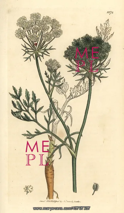 : Wild carrot, Daucus carota : Wild carrot, Daucus carota