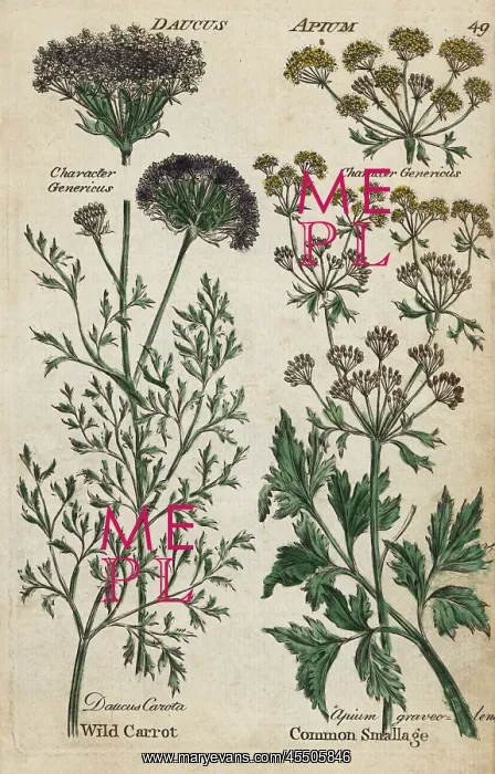 : Wild carrot, Daucus carota, and celery, Apium graveolens : Wild carrot, Daucus carota, and celery, Apium graveolens
