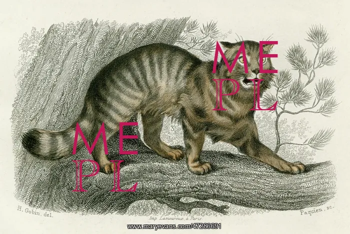 : WILD CAT. Do not attempt to tickle this cute little pussy-cat under its chin : WILD CAT. Do not attempt to tickle this cute little pussy-cat under its chin