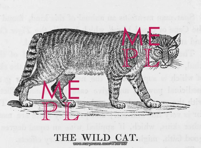 : WILD CAT (BEWICK) : WILD CAT (BEWICK)