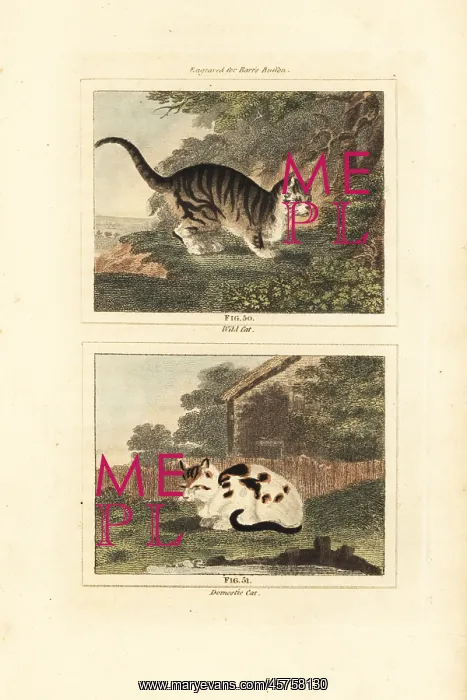 : Wild cat and domestic cat : Wild cat and domestic cat