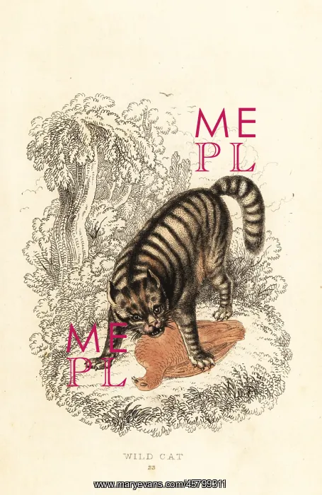 : The wild cat, Felis catus : The wild cat, Felis catus
