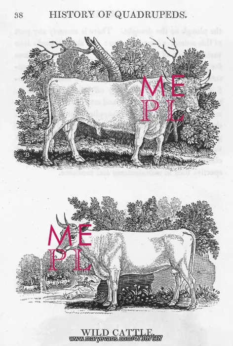 : WILD CATTLE : WILD CATTLE