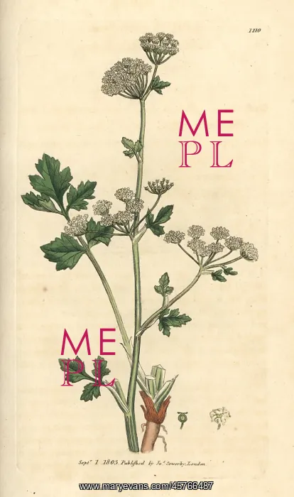 : Wild celery, Apium graveolens