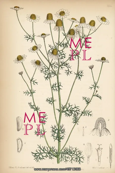 : Wild chamomile, Matricaria chamomilla : Wild chamomile, Matricaria chamomilla