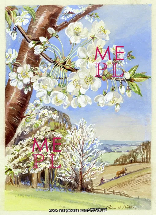 : Wild Cherry Tree : Wild Cherry Tree