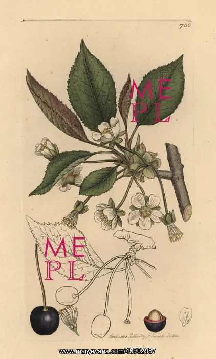 : Wild cherry tree, Prunus cerasus : Wild cherry tree, Prunus cerasus