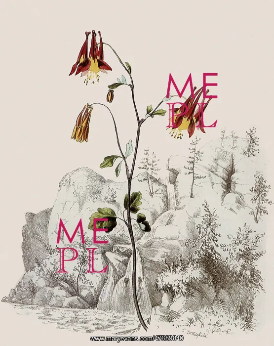 : Wild Columbine : Wild Columbine