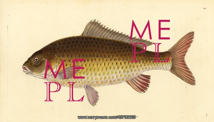 : Wild common carp, Cyprinus carpio. Vulnerable : Wild common carp, Cyprinus carpio. Vulnerable