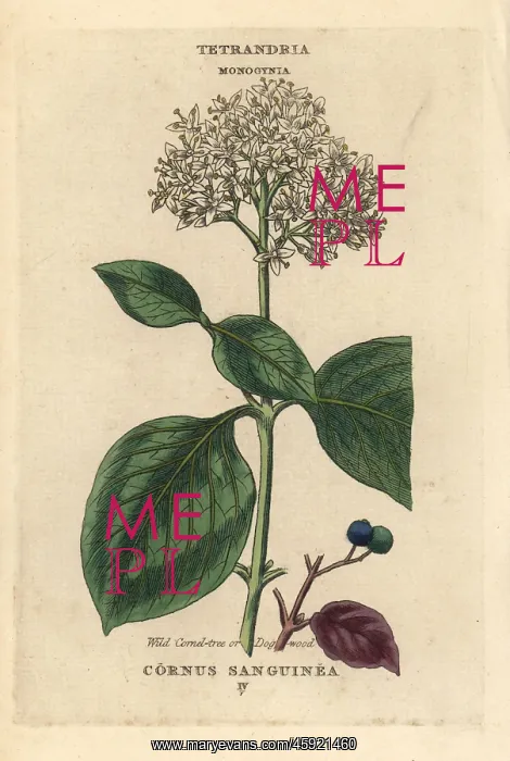 : Wild cornel tree or dogwood, Cornus sanguinea : Wild cornel tree or dogwood, Cornus sanguinea