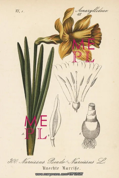 : Wild daffodil, Narcissus pseudonarcissus : Wild daffodil, Narcissus pseudonarcissus