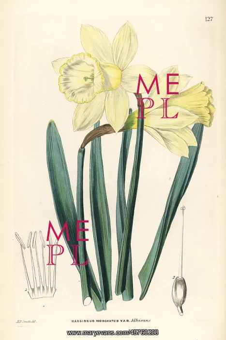 : Wild daffodil, Narcissus pseudonarcissus subsp. moschatus : Wild daffodil, Narcissus pseudonarcissus subsp. moschatus