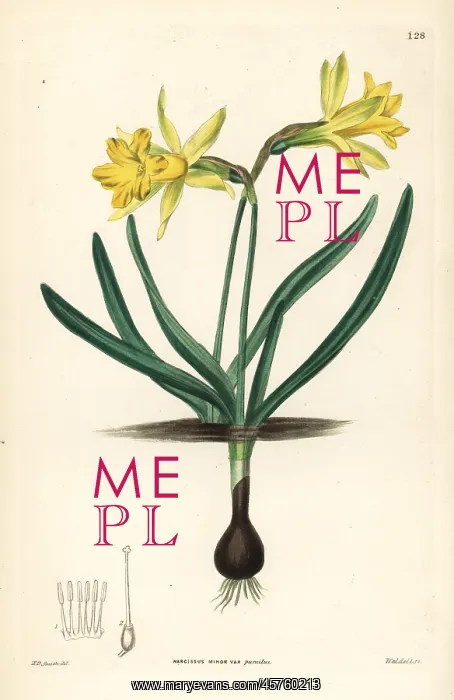 : Wild daffodil, Narcissus pseudonarcissus subsp. minor : Wild daffodil, Narcissus pseudonarcissus subsp. minor