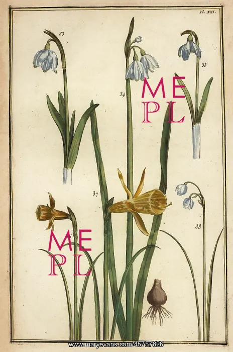 : Wild daffodil and snowdrops : Wild daffodil and snowdrops