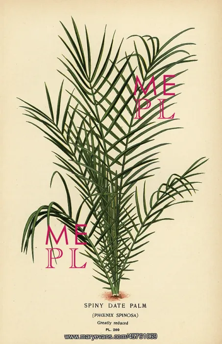 : Wild date palm, Phoenix reclinata : Wild date palm, Phoenix reclinata