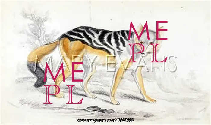: WILD DOG OF THE CAPE : WILD DOG OF THE CAPE
