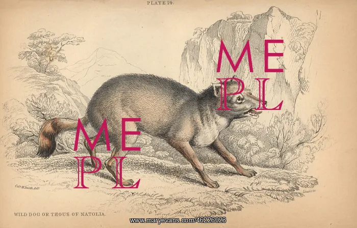 : Wild dog of Natolia, Thous acmon Perhaps the : Wild dog of Natolia, Thous acmon Perhaps the