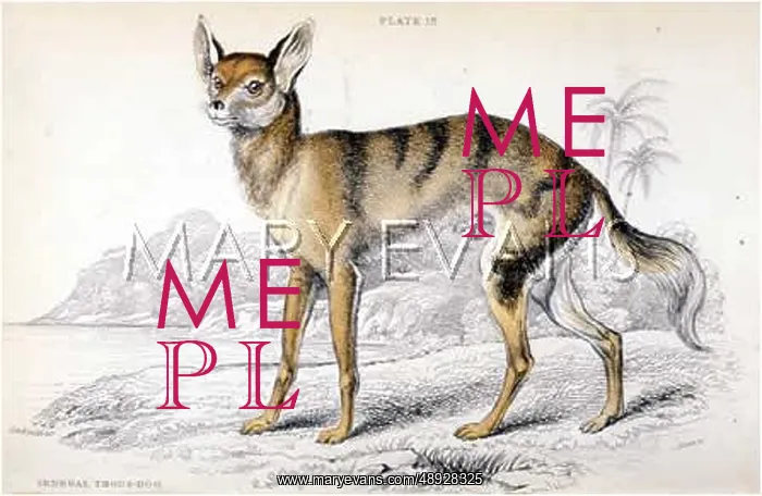 : WILD DOG OF SENEGAL : WILD DOG OF SENEGAL
