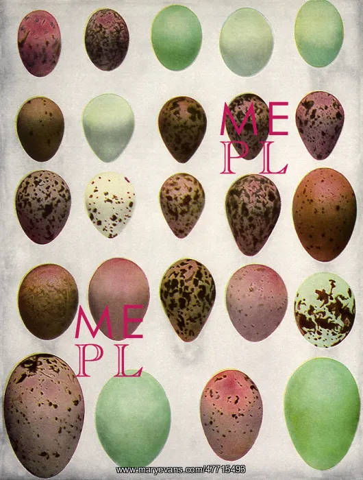  : Wild Eggs
