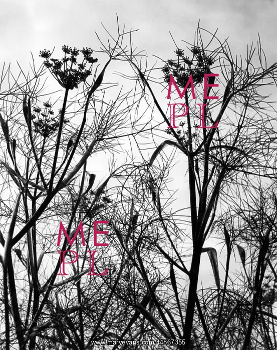 : WILD FENNEL : WILD FENNEL