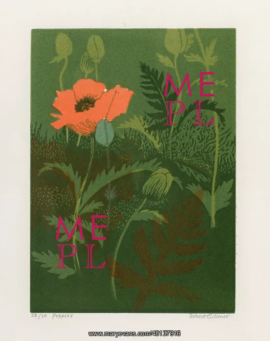 : Wild Field Poppies : Wild Field Poppies