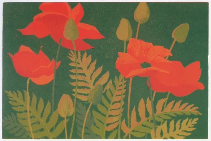: Wild Field Poppies : Wild Field Poppies