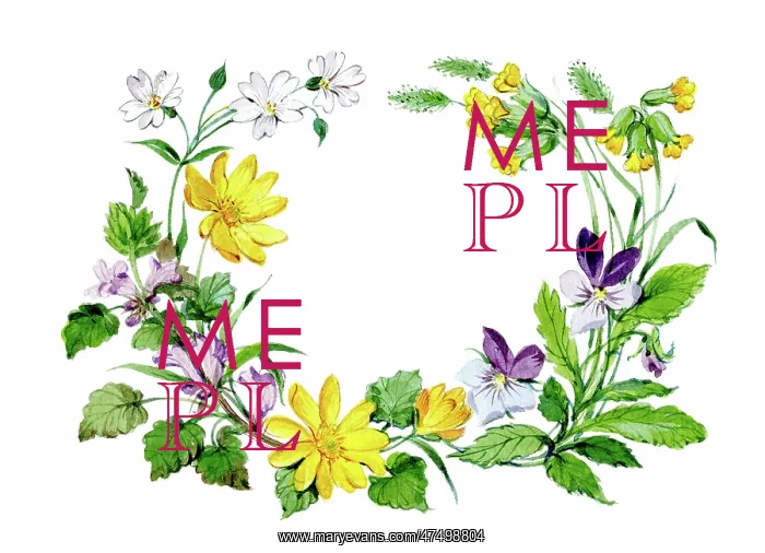 : Wild flower border including cowslips & pansy : Wild flower border including cowslips & pansy
