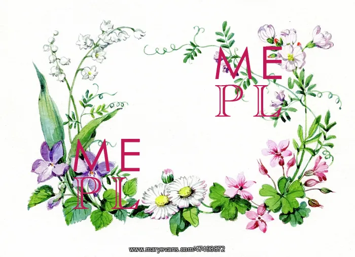 : Wild flower border including violets & daisies : Wild flower border including violets & daisies