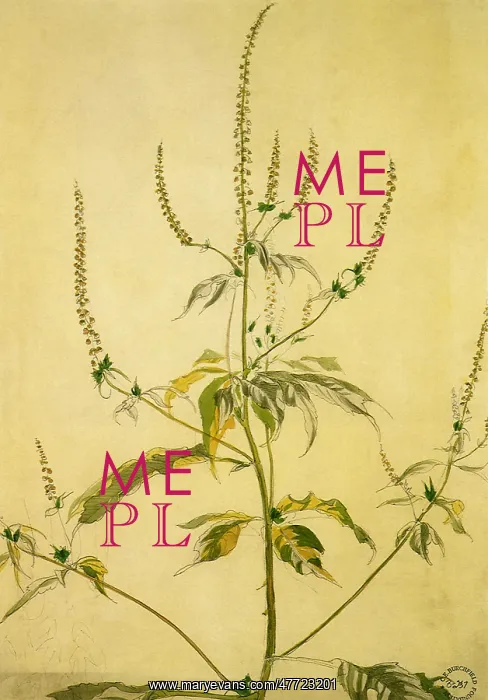  : Wild Flower Study