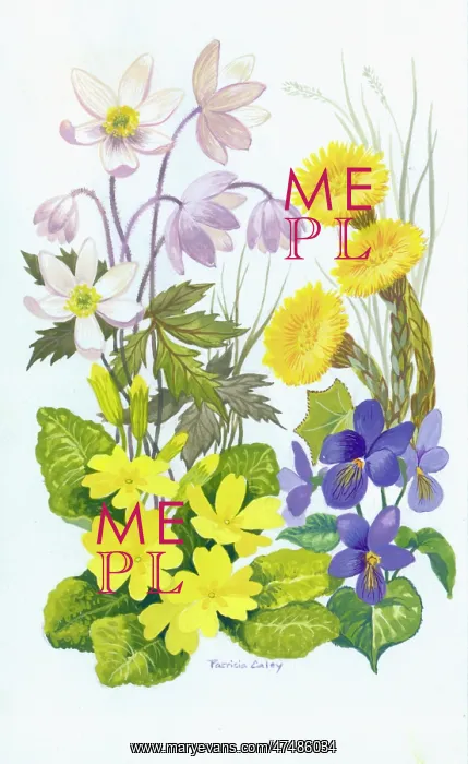  : Wild Flowers