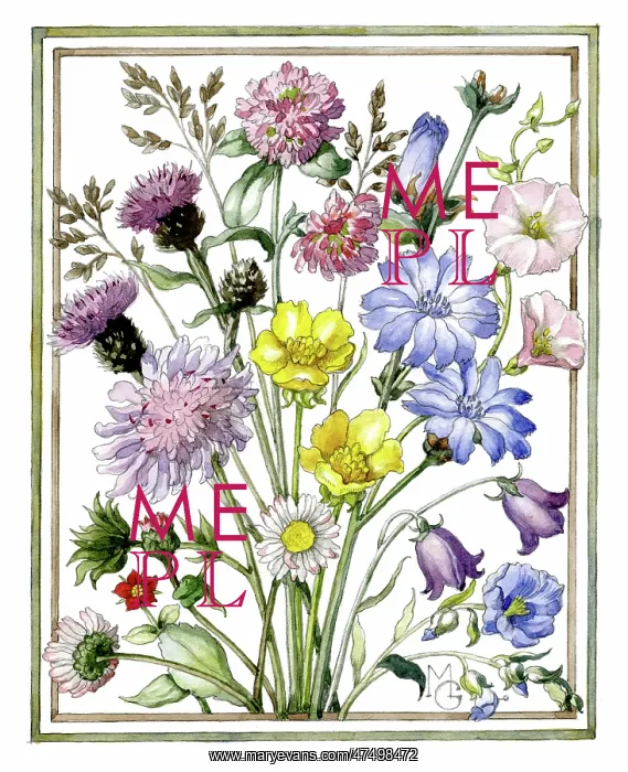 : Wild Flowers in a frame : Wild Flowers in a frame