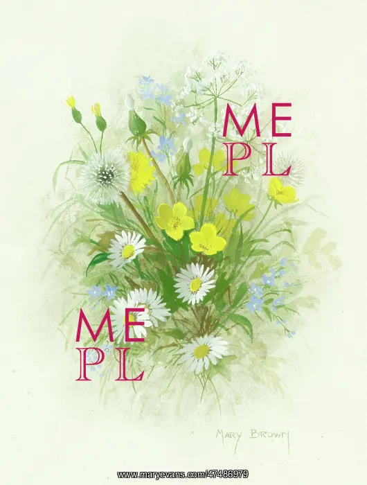  : Wild Flowers including buttercups and daisies