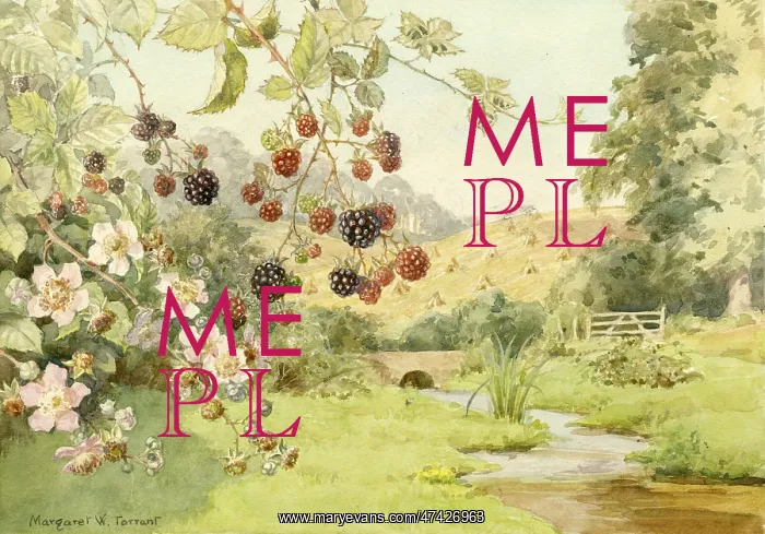: Wild FlowersBlackberries or Brambles : Wild FlowersBlackberries or Brambles