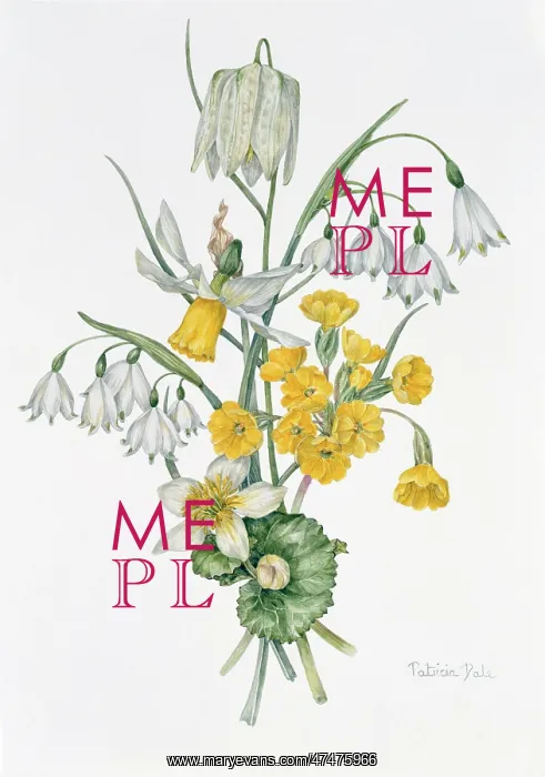 : From the Wild Garden : From the Wild Garden