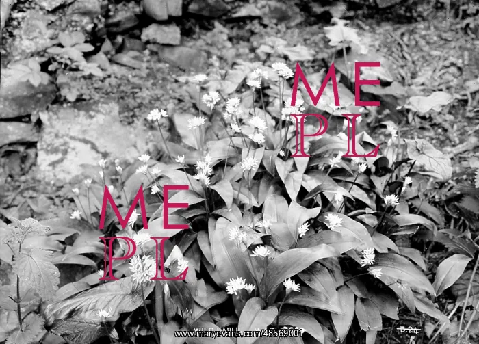 : Wild Garlic : Wild Garlic