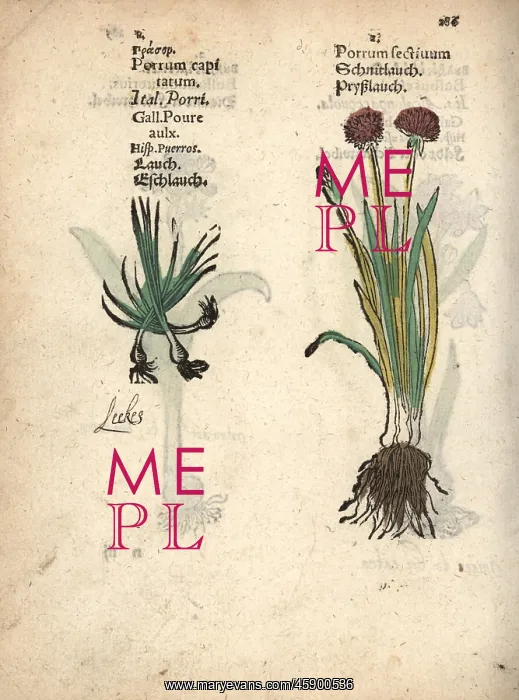 : Wild garlic, Allium vineale : Wild garlic, Allium vineale