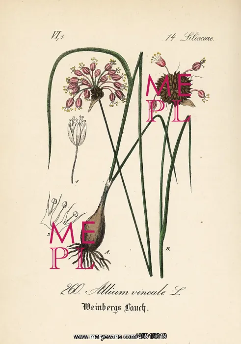 : Wild garlic, Allium vineale : Wild garlic, Allium vineale