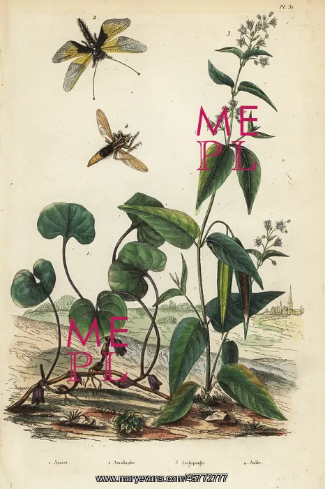 : Wild ginger, milkweed, and insects : Wild ginger, milkweed, and insects