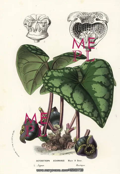 : Wild ginger plant, Asarum blumei : Wild ginger plant, Asarum blumei