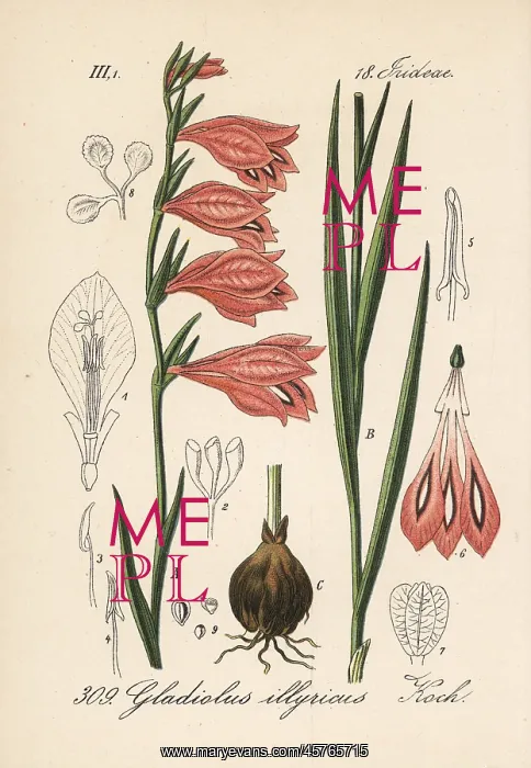 : Wild gladiolus, Gladiolus illyricus : Wild gladiolus, Gladiolus illyricus