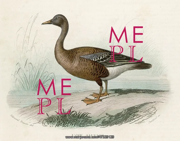  : WILD GOOSE
