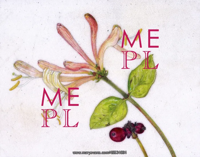  : Wild honeysuckle and berry