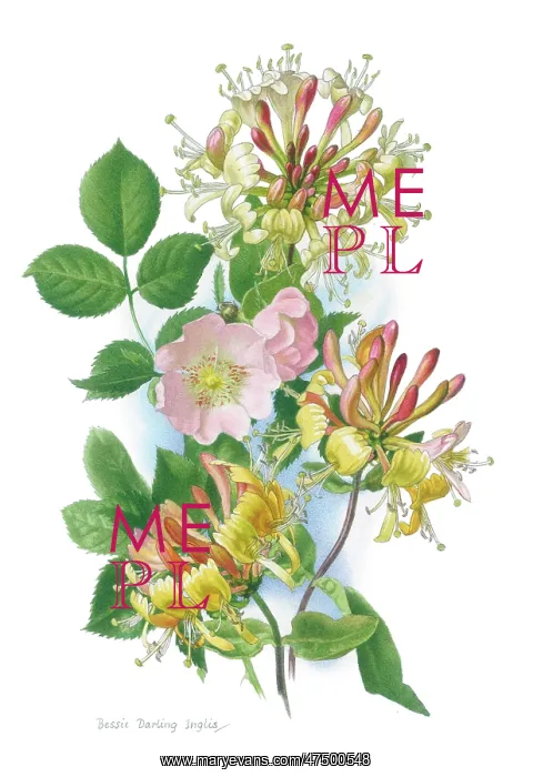  : Wild Honeysuckle and Dog Rose